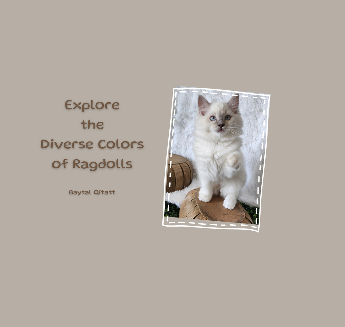 Baytal Qitatt Ragdoll Cattery TICA / CFA Registered Kittens 