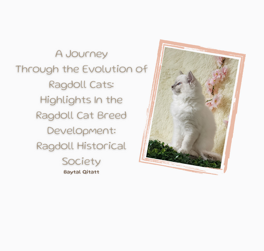 A Journey Through the Evolution of Ragdoll Cats; Highlights In the Ragdoll Cat Breed Development: Ragdoll Historical Society