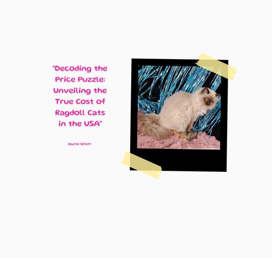 Decoding the Price Puzzle: Unveiling the True Cost of Ragdoll Cats in the USA