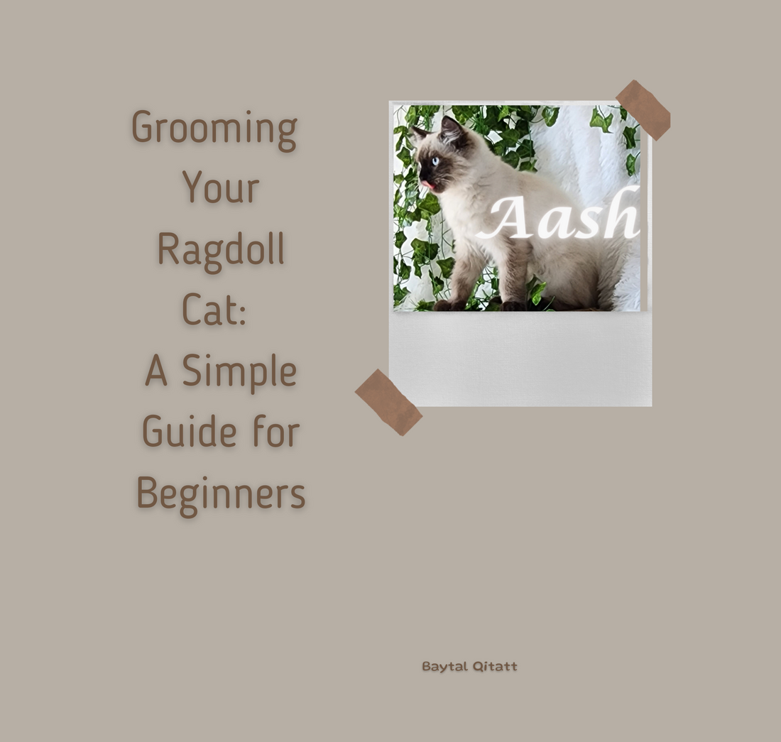 Grooming Your Ragdoll Cat: A Simple Guide for Beginners