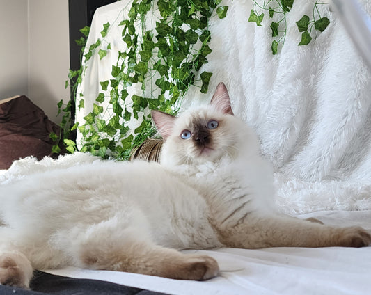 Unlock the Wonders of Ragdoll Cats: The Ultimate Guide to Your Ideal Feline Companion