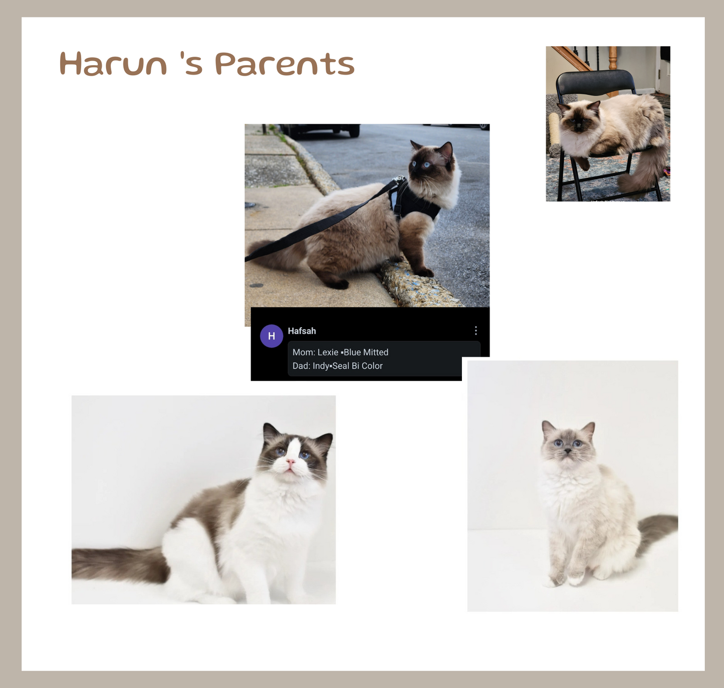 King Harun of Elite Ragdolls (Not Available)