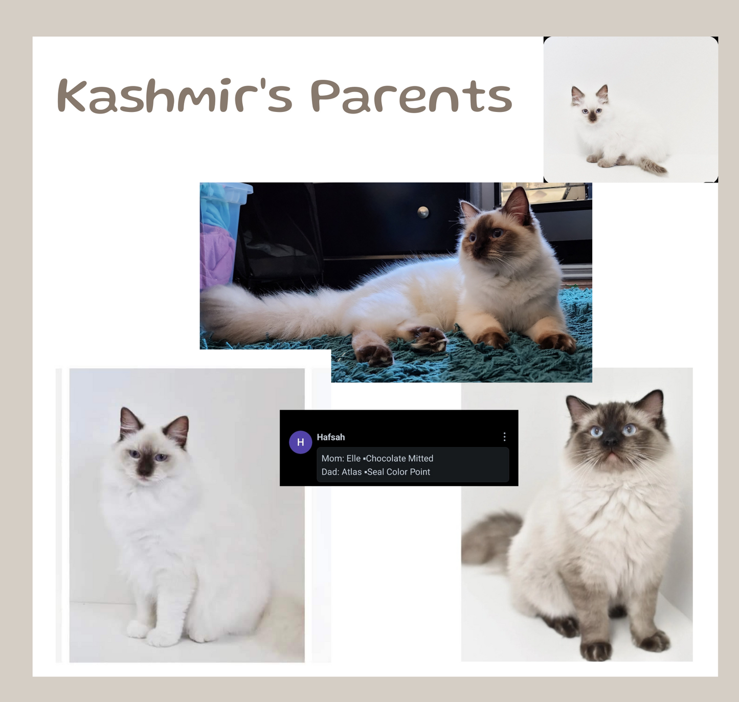 Queen Kashmir of Elite Ragdolls (Not Available)