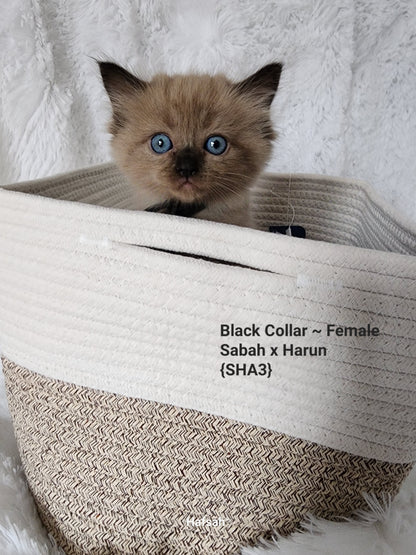 Female Mink Seal Color Point Ragdoll Kitten (Adopted, Not Available)