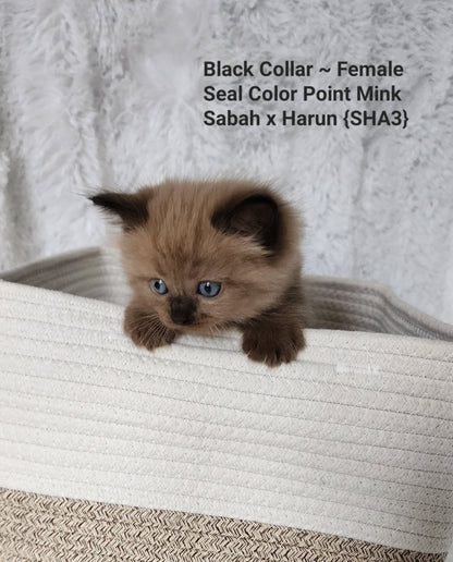 Female Mink Seal Color Point Ragdoll Kitten (Adopted, Not Available)