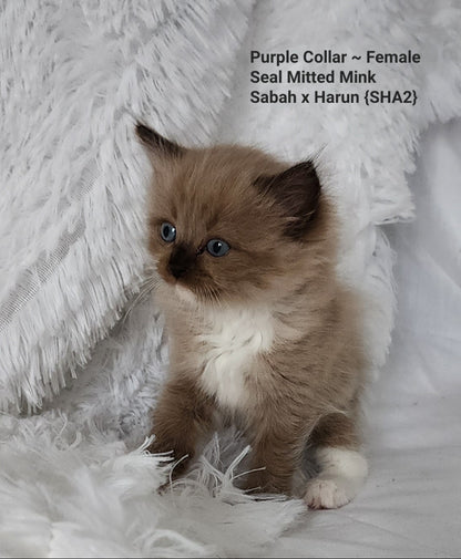 Female: Mink Seal Color Point MITTED Ragdoll Kitten (Adopted, Not Available)