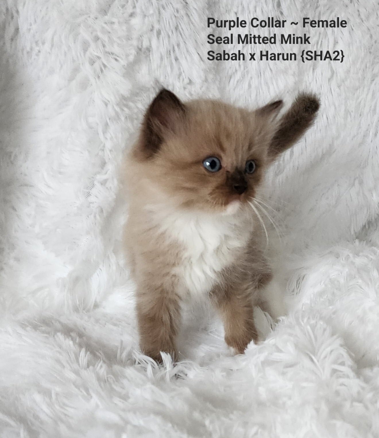 Female: Mink Seal Color Point MITTED Ragdoll Kitten (Adopted, Not Available)