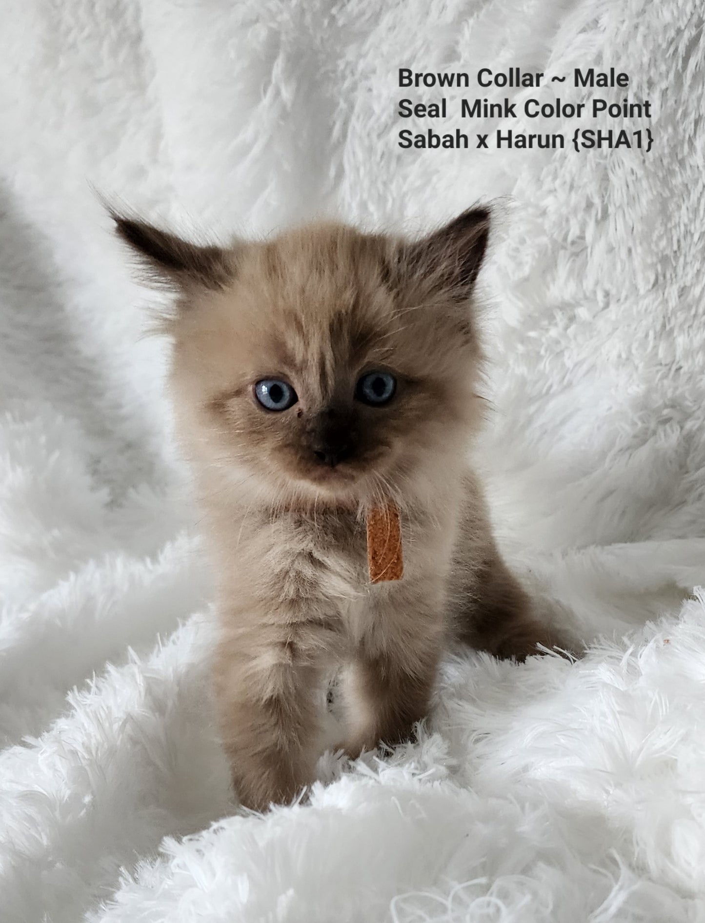 Male: Mink Seal Color Point Ragdoll Kitten (Adopted, Not Available)