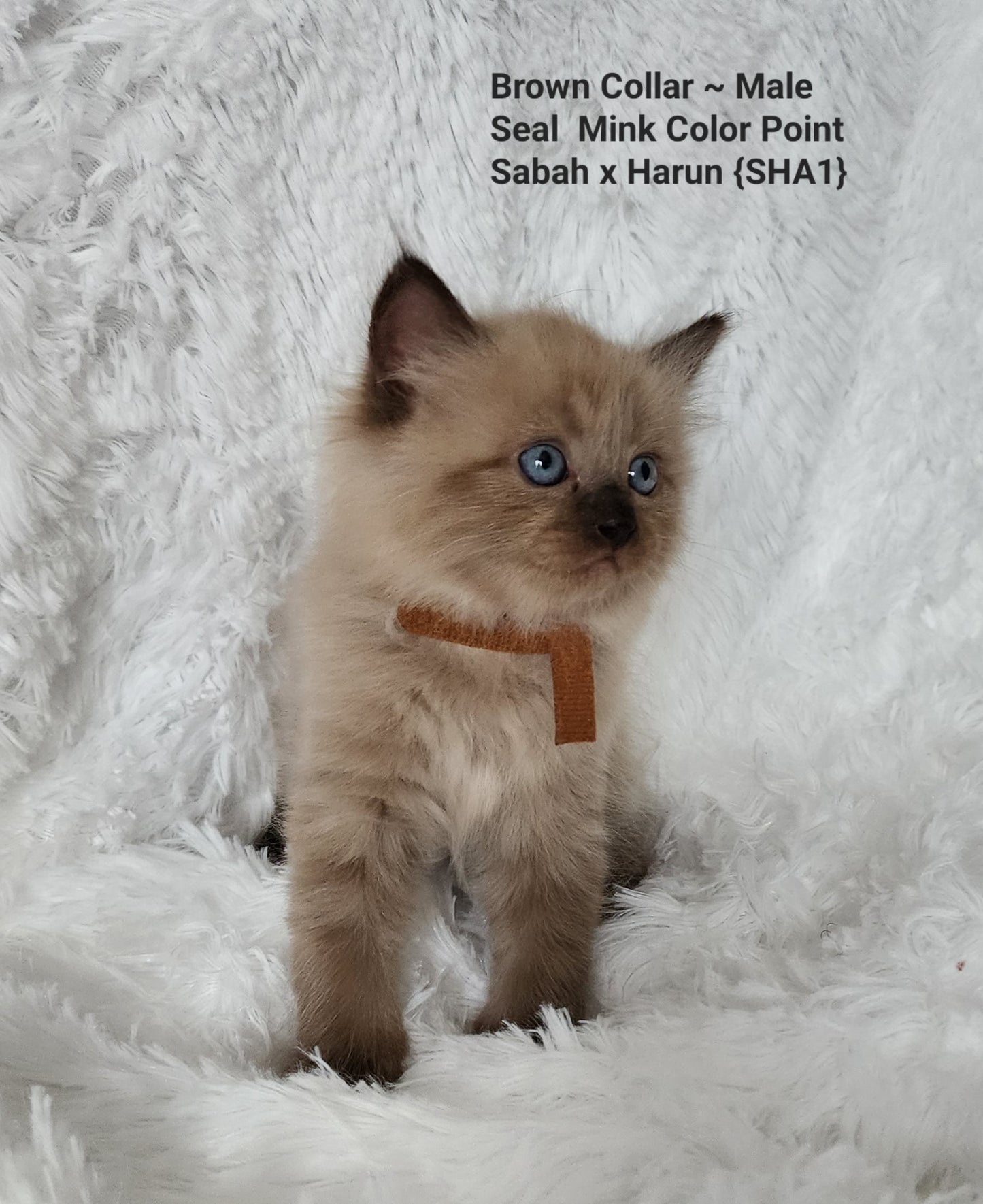 Male: Mink Seal Color Point Ragdoll Kitten (Adopted, Not Available)