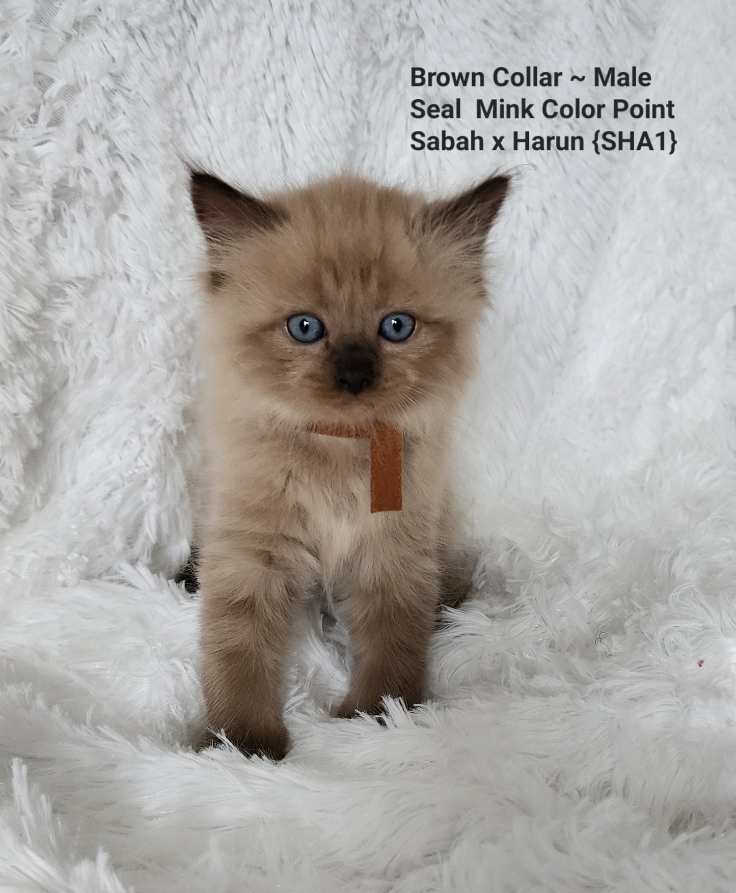 Male: Mink Seal Color Point Ragdoll Kitten (Adopted, Not Available)