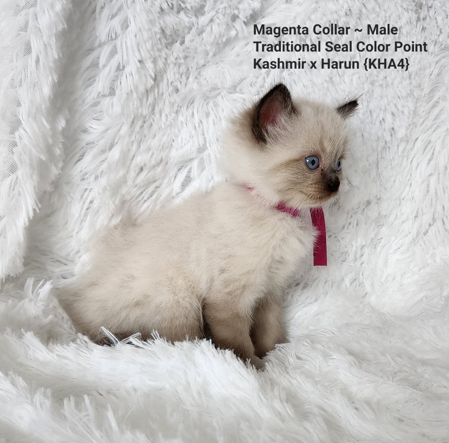 Ash aka "Macho" of Baytal Qitatt, Traditional Seal Color Point, Male Ragdoll ..(Pet Only)