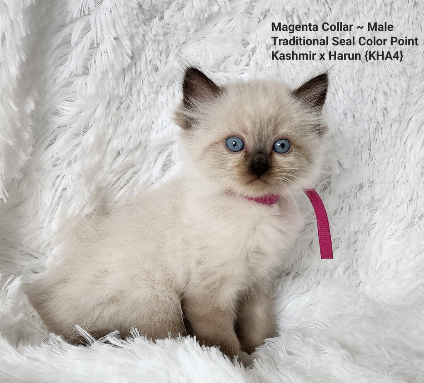 Ash aka "Macho" of Baytal Qitatt, Traditional Seal Color Point, Male Ragdoll ..(Pet Only)