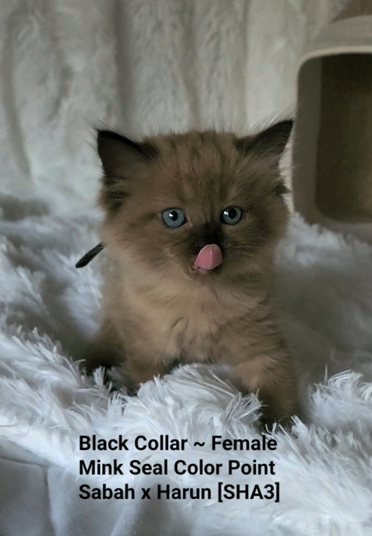 Female Mink Seal Color Point Ragdoll Kitten (Adopted, Not Available)