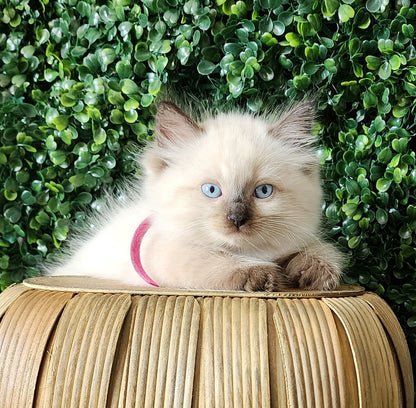 Ash aka "Macho" of Baytal Qitatt, Traditional Seal Color Point, Male Ragdoll ..(Pet Only)