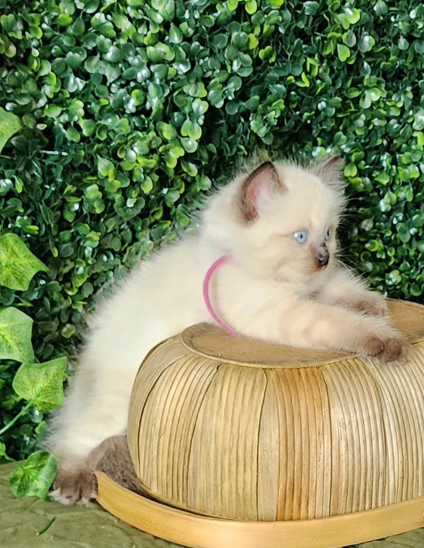 Ash aka "Macho" of Baytal Qitatt, Traditional Seal Color Point, Male Ragdoll ..(Pet Only)