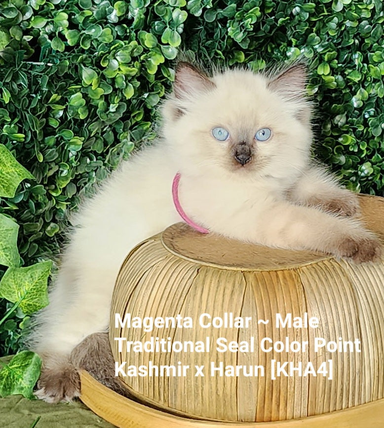 Ash aka "Macho" of Baytal Qitatt, Traditional Seal Color Point, Male Ragdoll ..(Pet Only)