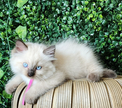 Ash aka "Macho" of Baytal Qitatt, Traditional Seal Color Point, Male Ragdoll ..(Pet Only)