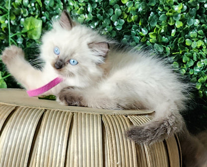 Ash aka "Macho" of Baytal Qitatt, Traditional Seal Color Point, Male Ragdoll ..(Pet Only)