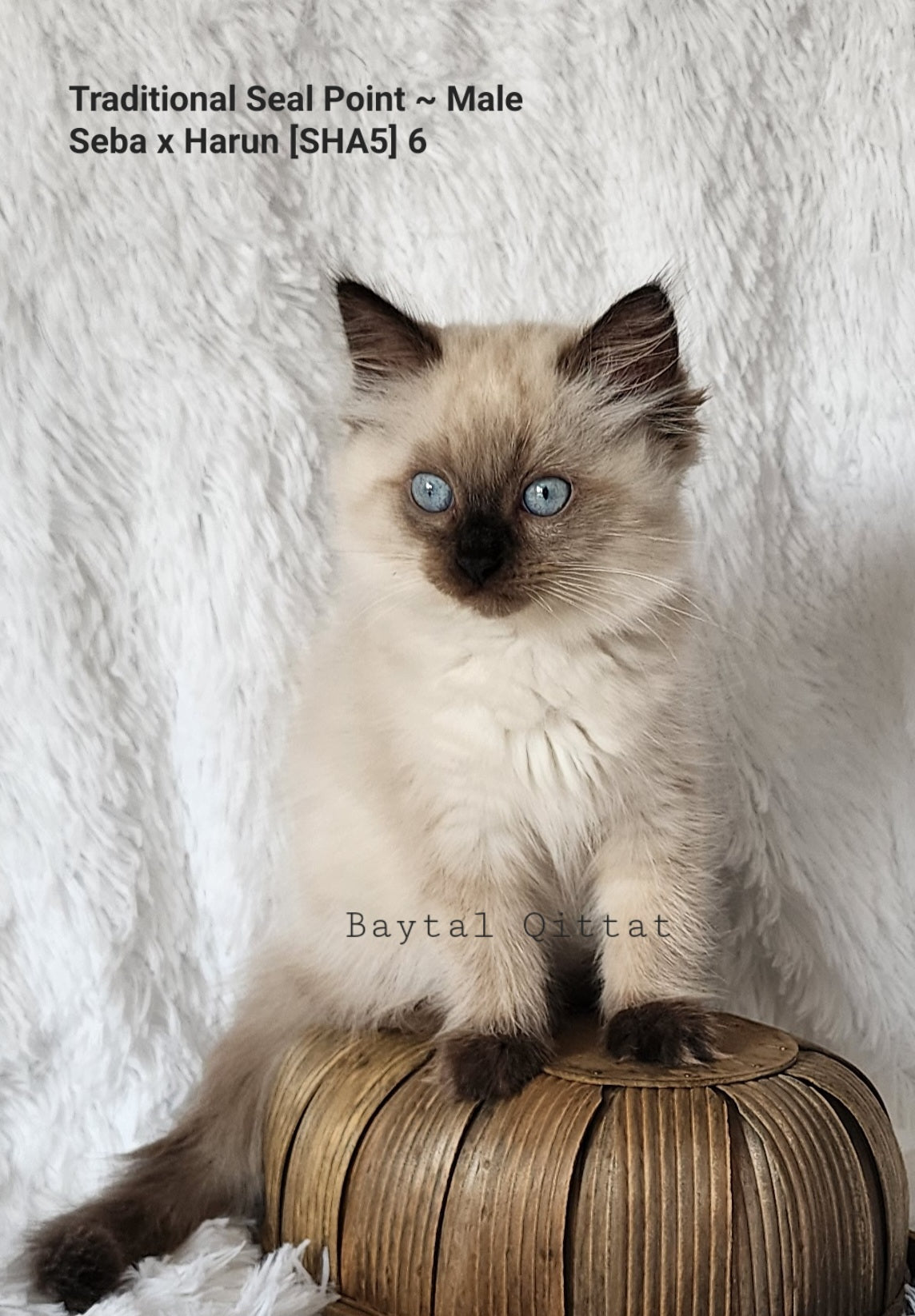 Ash aka "Macho" of Baytal Qitatt, Traditional Seal Color Point, Male Ragdoll ..(Pet Only)