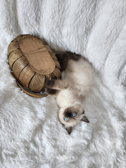 Ash aka "Macho" of Baytal Qitatt, Traditional Seal Color Point, Male Ragdoll ..(Pet Only)