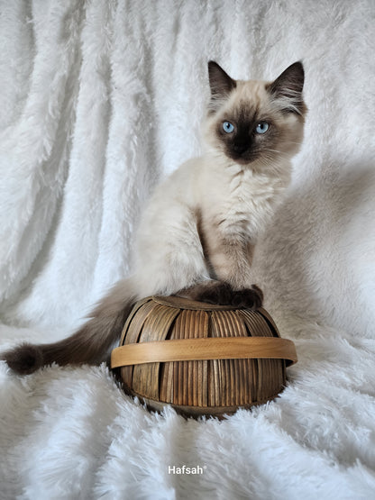 Ash aka "Macho" of Baytal Qitatt, Traditional Seal Color Point, Male Ragdoll ..(Pet Only)