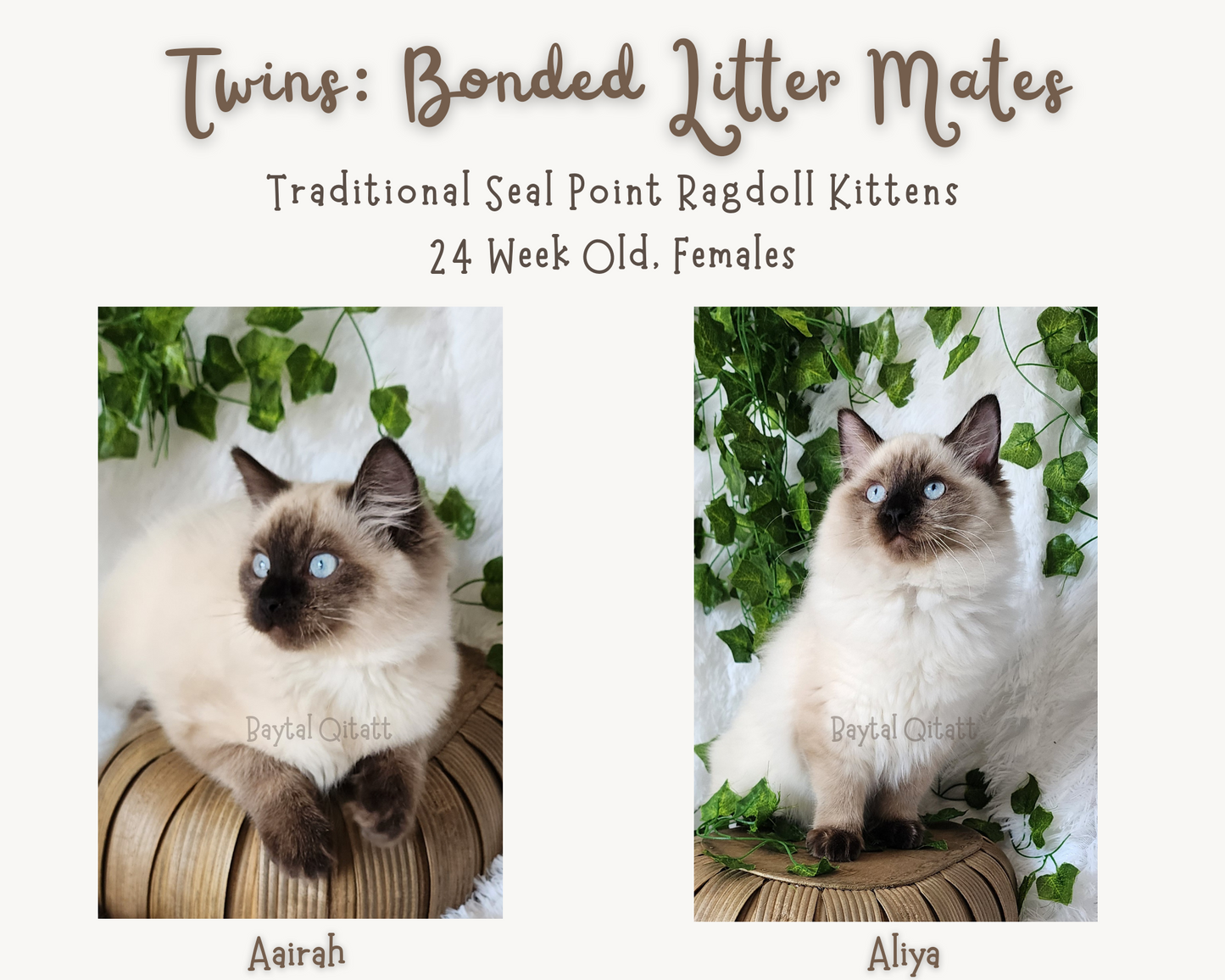 Aliyah & Aairah of Baytal Qitatt, 2 Female Traditional Seal Color Point Ragdoll Kittens : (Available in a Pair Only);DOB 00/00/00