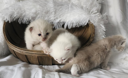 Ragdoll Kittens *New Litter*(under genetic evaluation)