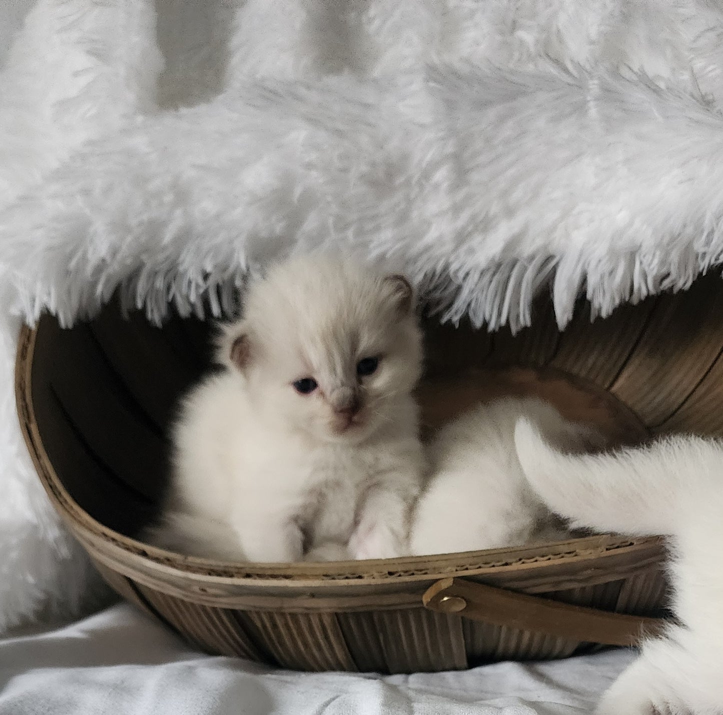 Ragdoll Kittens *New Litter*(under genetic evaluation)