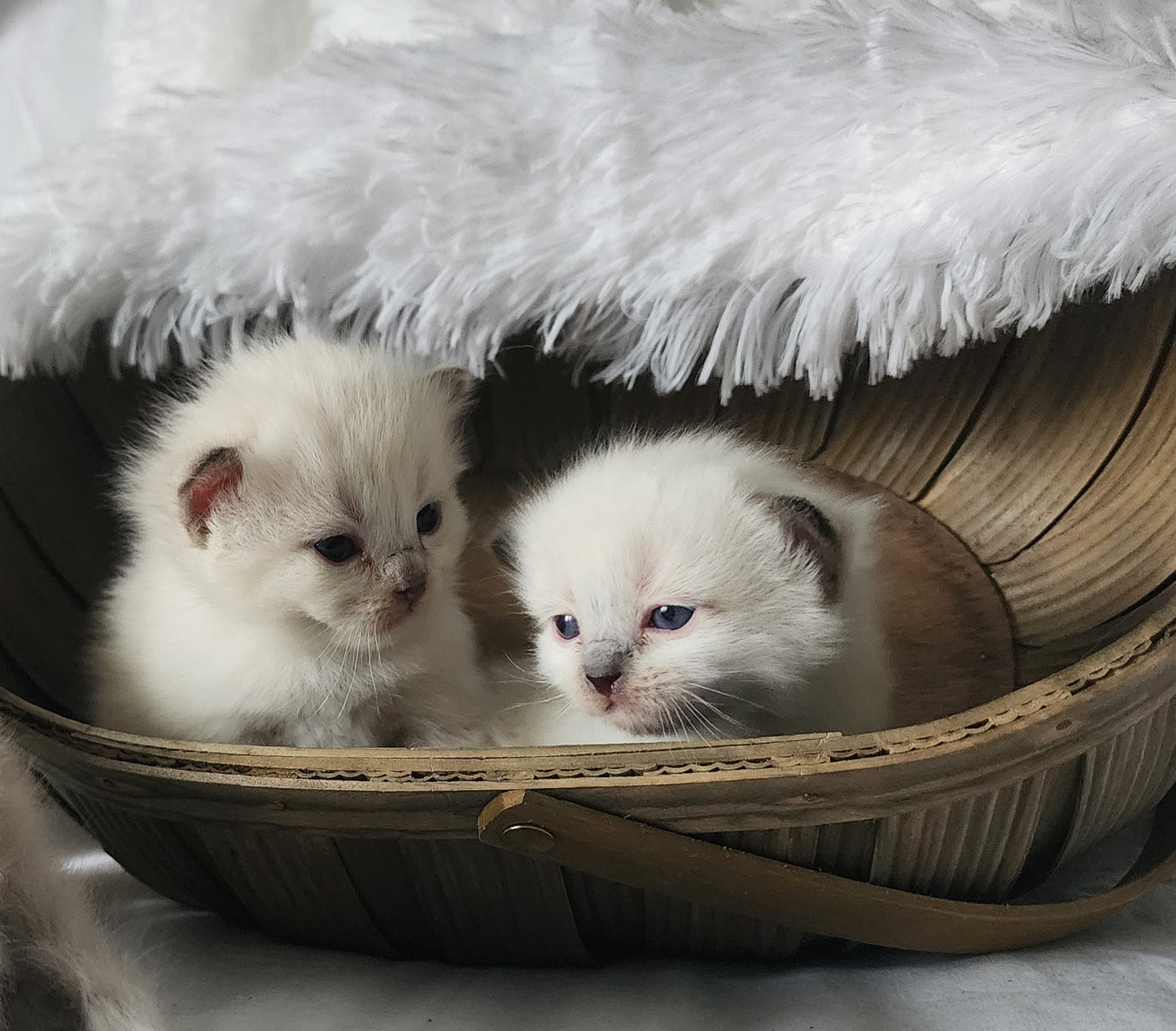 Ragdoll Kittens *New Litter*(under genetic evaluation)