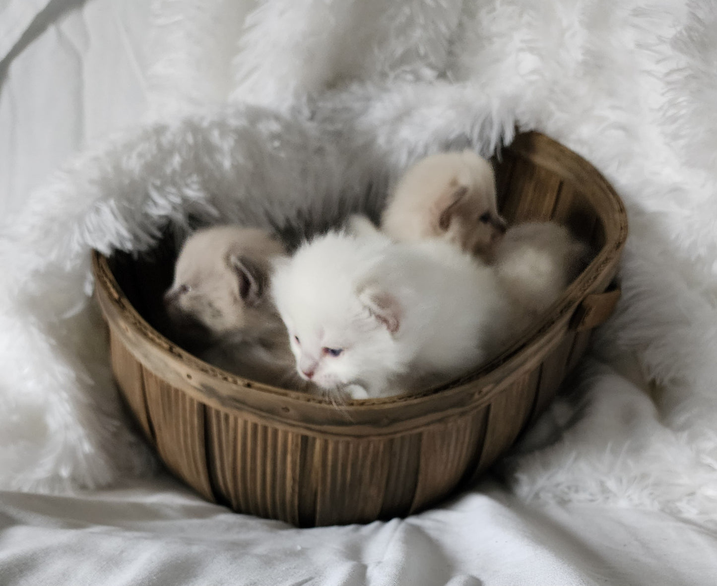 Ragdoll Kittens *New Litter*(under genetic evaluation)