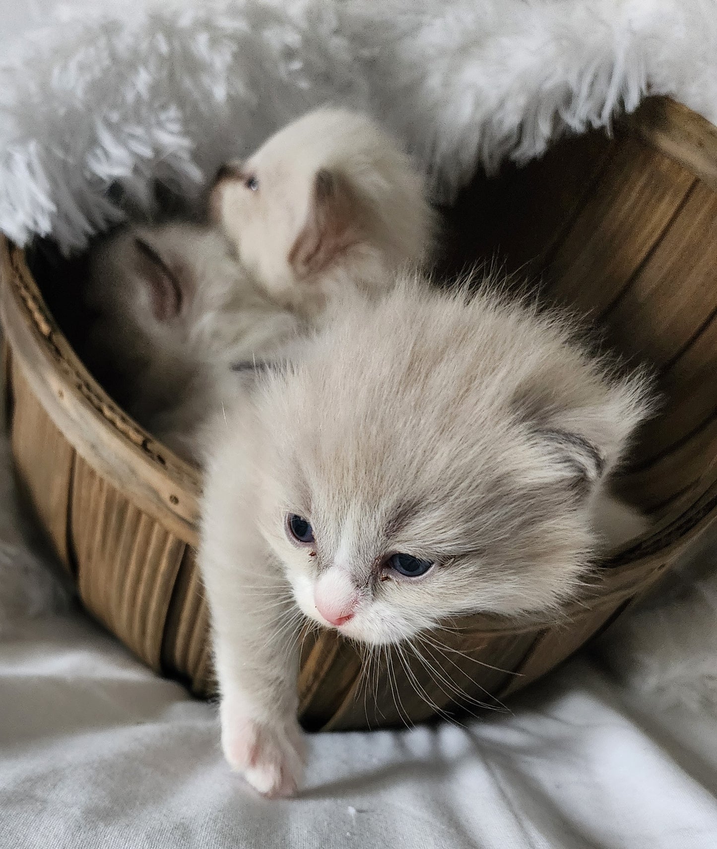 Ragdoll Kittens *New Litter*(under genetic evaluation)