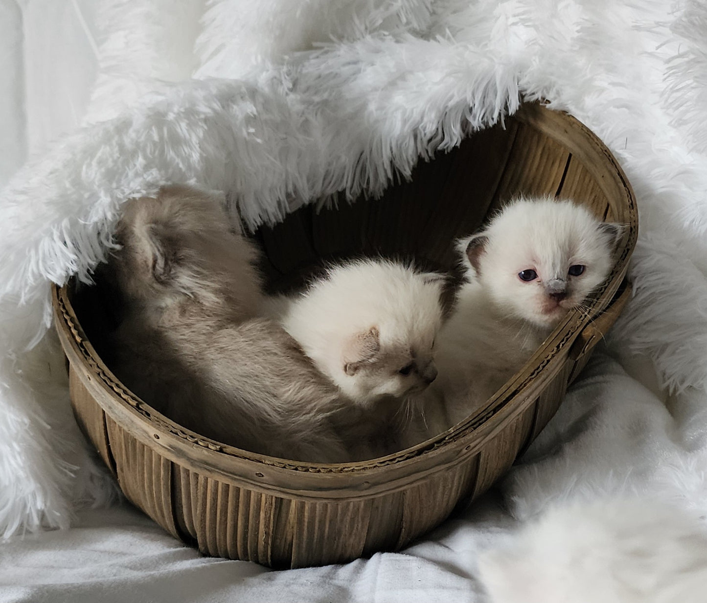 Ragdoll Kittens *New Litter*(under genetic evaluation)