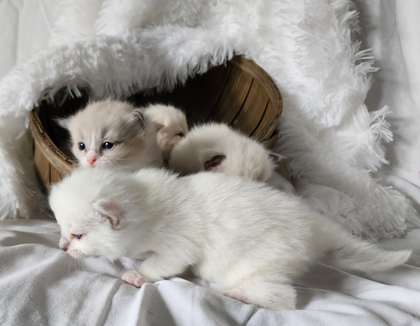 Bahaar bint Harun: Female, Mink Lilac Mitted Ragdoll Kitten (under genetic evaluation) [mink in pedigree] Sabah x Harun