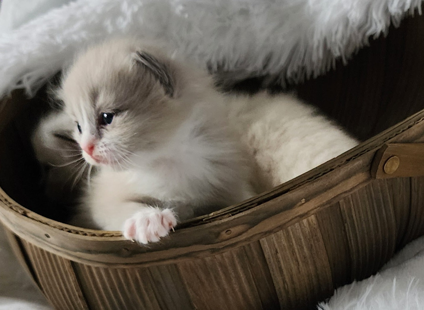 Ragdoll Kittens *New Litter*(under genetic evaluation)