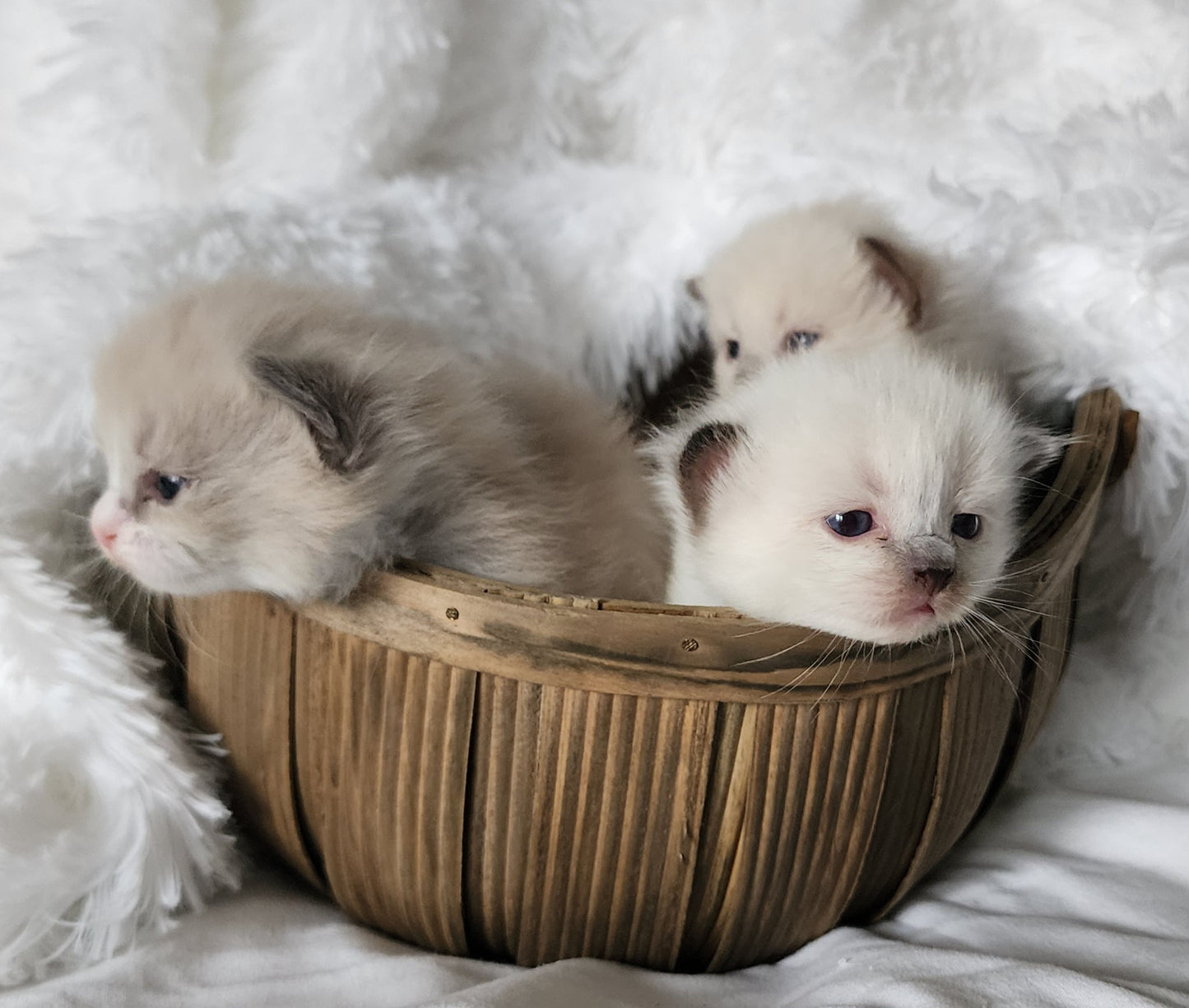 Ragdoll Kittens *New Litter*(under genetic evaluation)