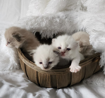 Ragdoll Kittens *New Litter*(under genetic evaluation)