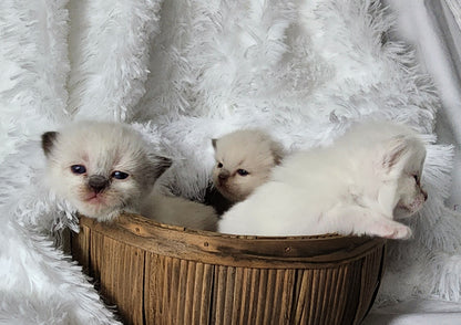 Ragdoll Kittens *New Litter*(under genetic evaluation)