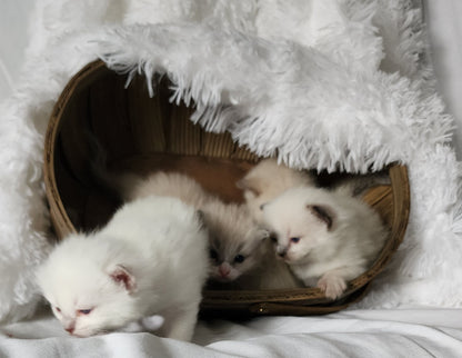 Ragdoll Kittens *New Litter*(under genetic evaluation)