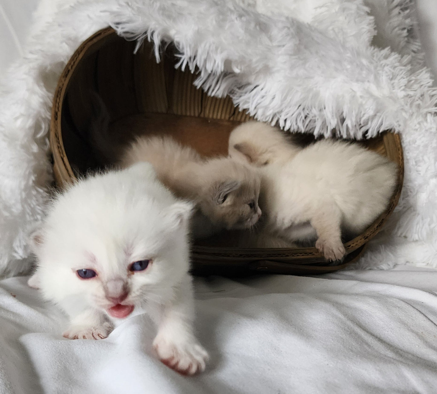 Bahaar bint Harun: Female, Mink Lilac Mitted Ragdoll Kitten (under genetic evaluation) [mink in pedigree] Sabah x Harun