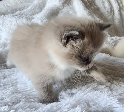 Bantleigh ibn Harun, Male Ragdoll, Blue Color Point Mitted w/ Mismarked Blaze (evaluation)