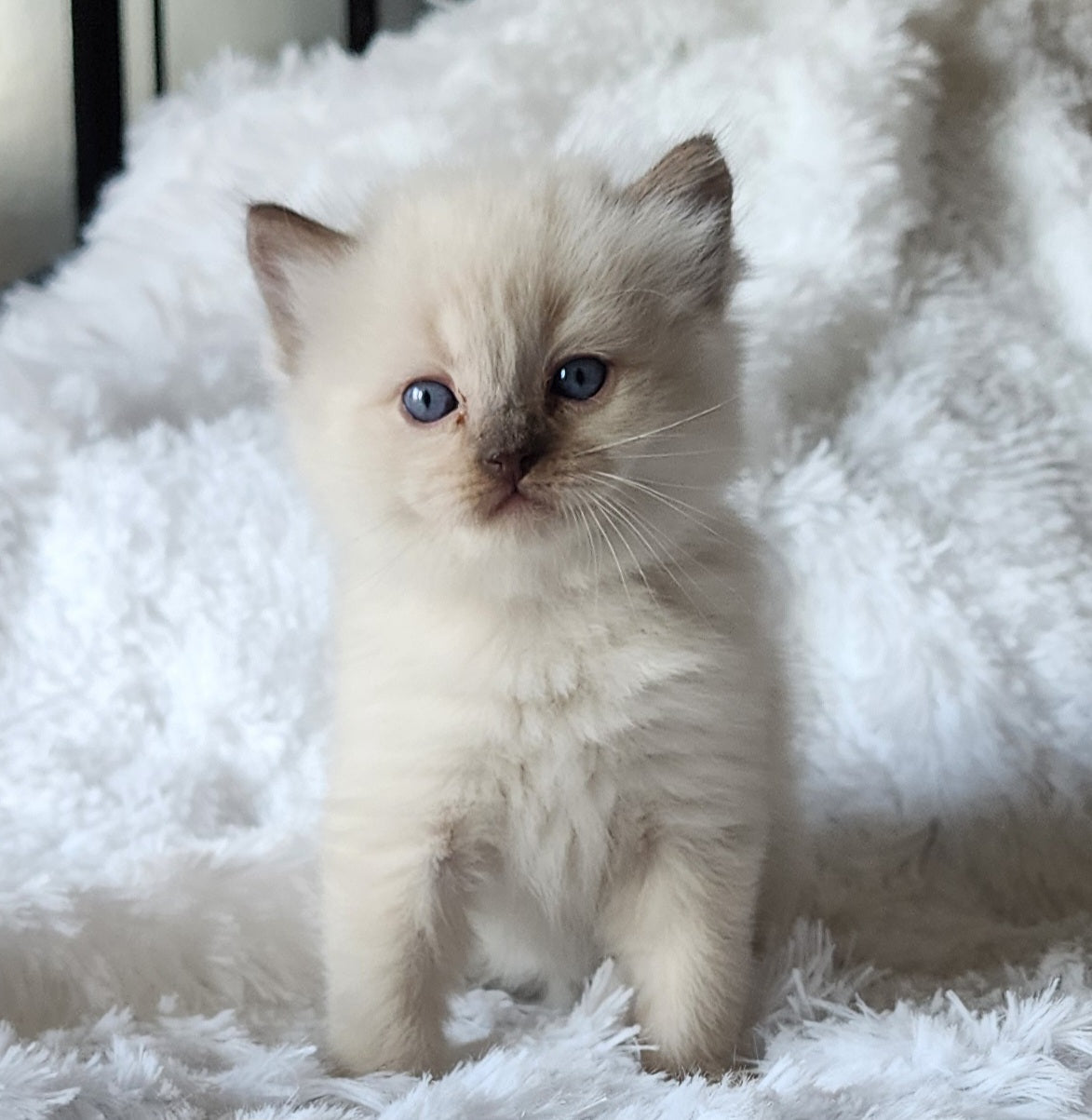 Ragdoll Kittens *New Litter*(under genetic evaluation)