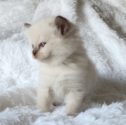 Ragdoll Kittens *New Litter*(under genetic evaluation)