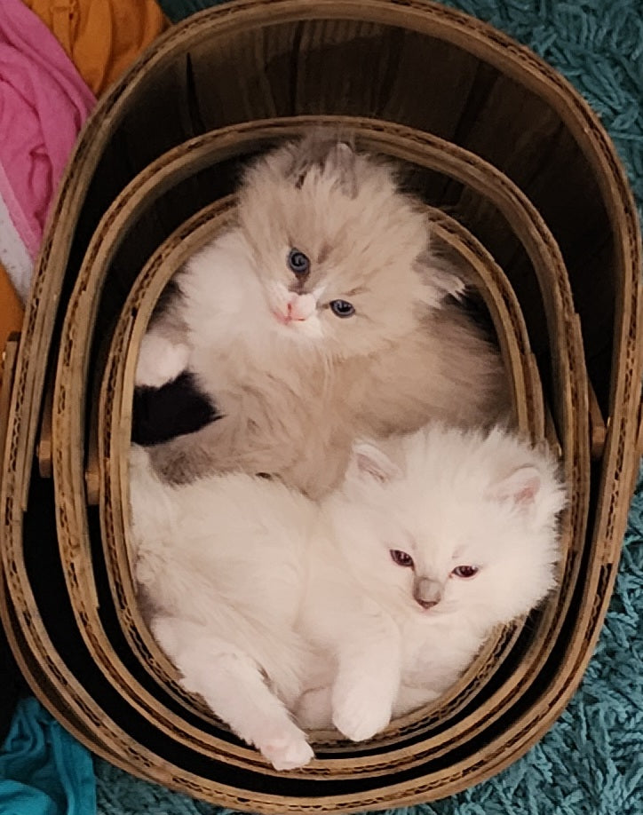 Ragdoll Kittens *New Litter*(under genetic evaluation)