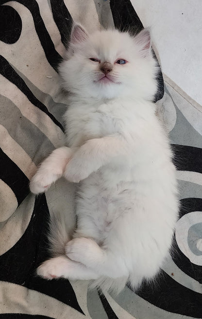 Bahaar bint Harun: Female, Mink Lilac Mitted Ragdoll Kitten (under genetic evaluation) [mink in pedigree] Sabah x Harun