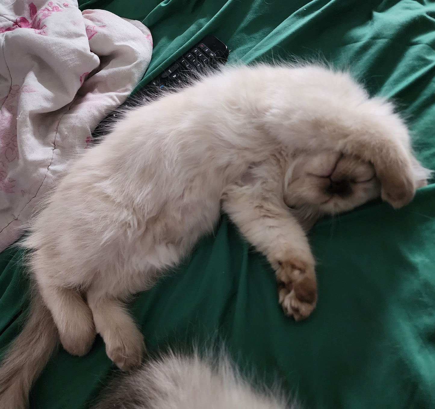 Ragdoll Kittens *New Litter*(under genetic evaluation)