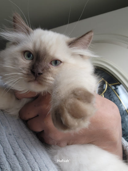 Baniyas ibn Harun: Male, Chocolate Mink Color Point Ragdoll Kitten [Mink], * Neutered / Available *