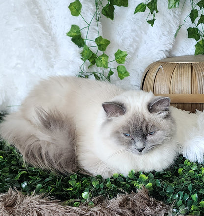 "Avi" ... Avdiivka bint Harun of Baytal Qitatt: Female, Traditional Blue Color Point Ragdoll Kitten (Available: Breeding / Show)