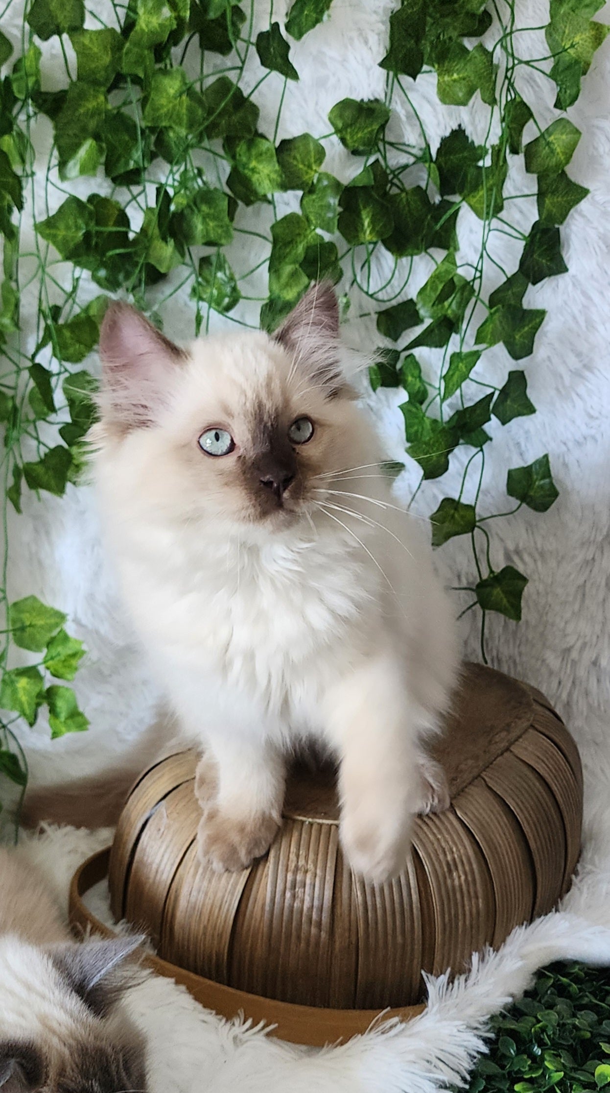 Baniyas ibn Harun: Male, Chocolate Mink Color Point Ragdoll Kitten [Mink], * Neutered / Available *