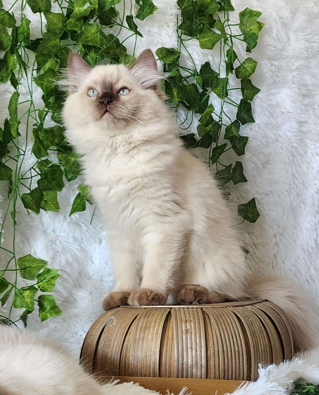 Ragdoll Kittens *New Litter*(under genetic evaluation)