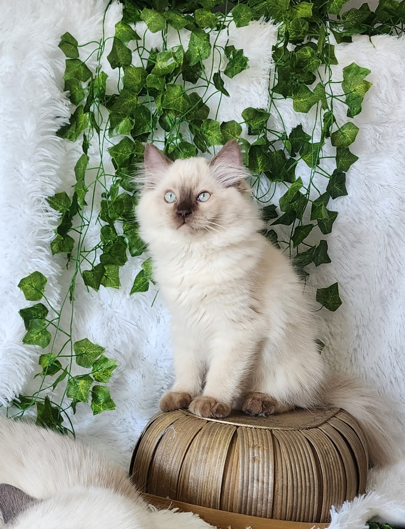 Baniyas ibn Harun: Male, Chocolate Mink Color Point Ragdoll Kitten [Mink], * Neutered / Available *